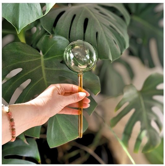 We the Wild - Self Watering Plant Globes